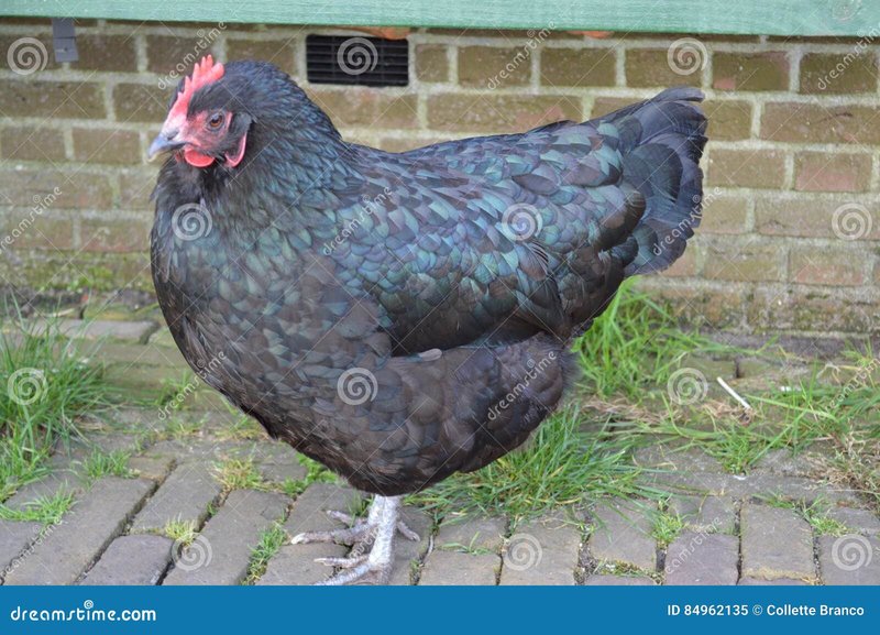 Een Glimpse in het World van Chicken Road Casino in Nederland