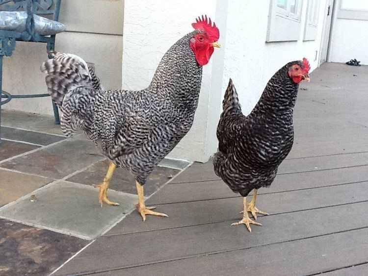 Learn about chicken road online