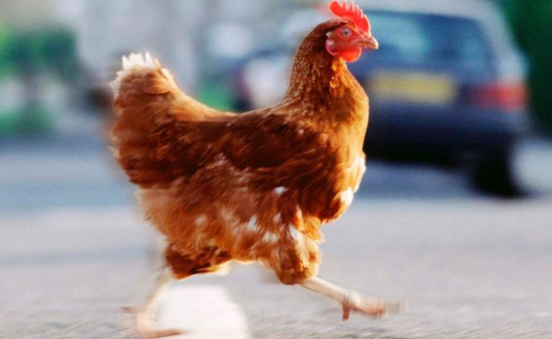 Guide to chicken road españa